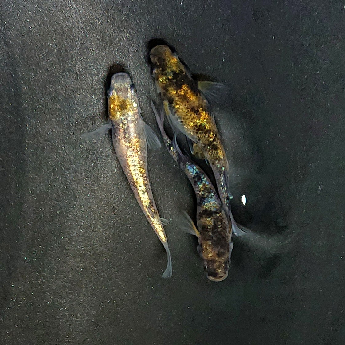 【現物】和墨星ラメ三色　3匹　オス1メス2　3987