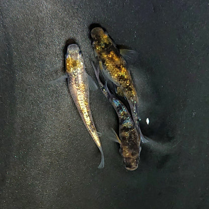 【現物】和墨星ラメ三色　3匹　オス1メス2　3987