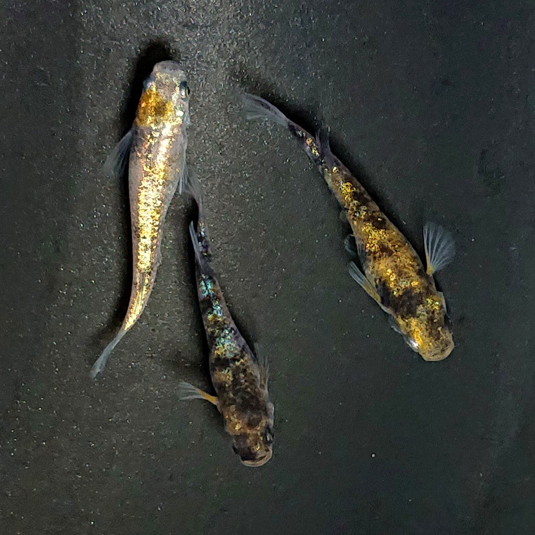 【現物】和墨星ラメ三色　3匹　オス1メス2　3987