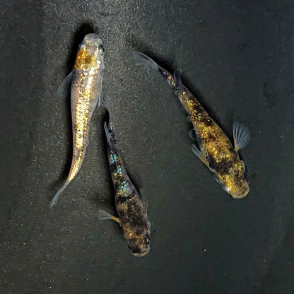 【現物】和墨星ラメ三色　3匹　オス1メス2　3987