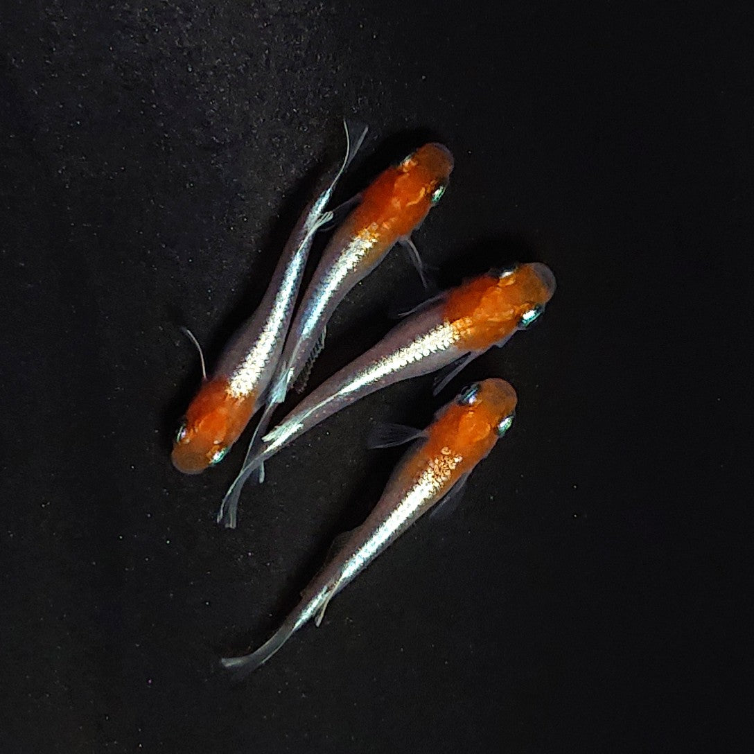 【現物】【上物】豆紅エボリューション 丹頂個体　2ペア　3996