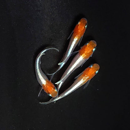 【現物】【上物】豆紅エボリューション 丹頂個体　2ペア　3996