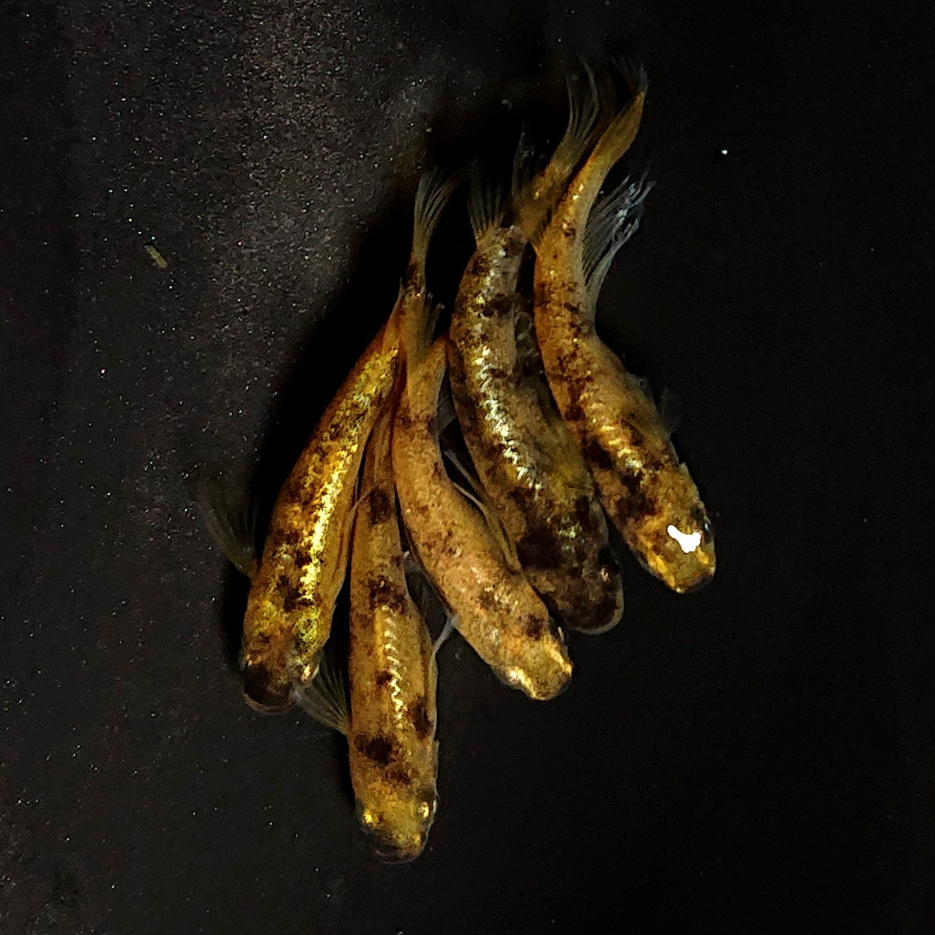 【現物】金閣　5匹　オス2メス3　松井ヒレ長・スワロー発現　3994