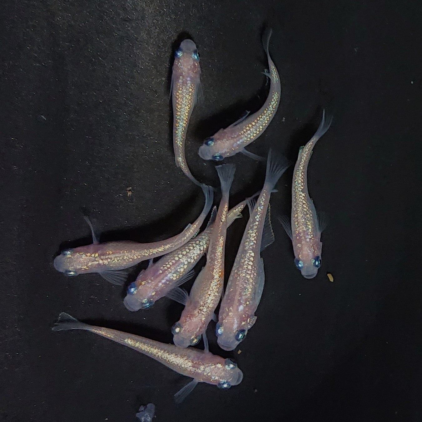 【現物】ピンクサファイア　8匹　オス2メス6　3997