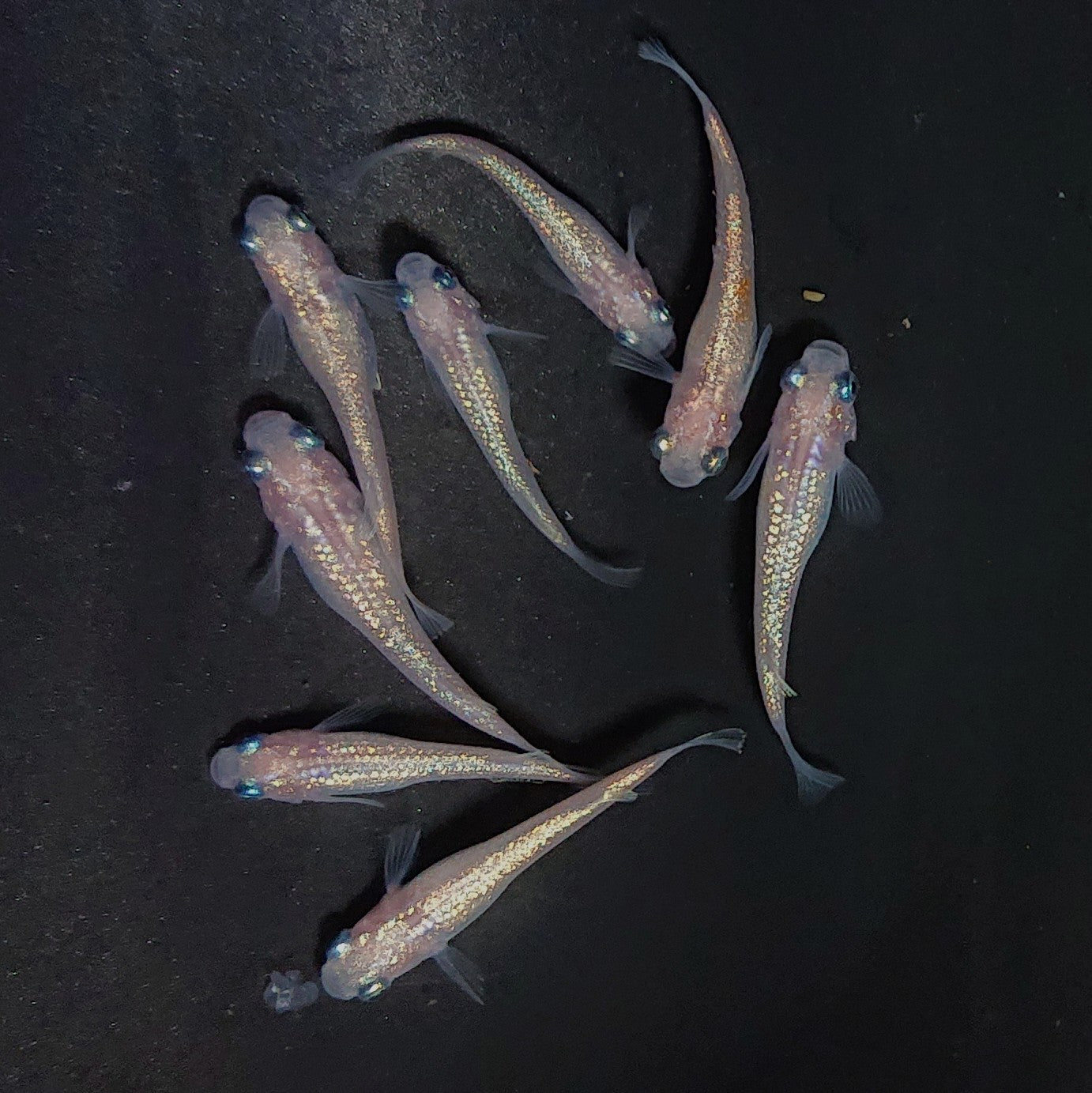 【現物】ピンクサファイア　8匹　オス2メス6　3997