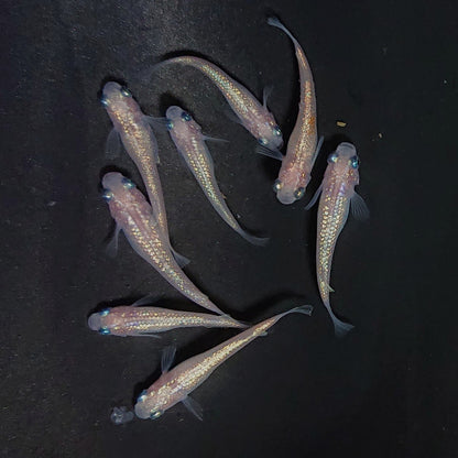 【現物】ピンクサファイア　8匹　オス2メス6　3997