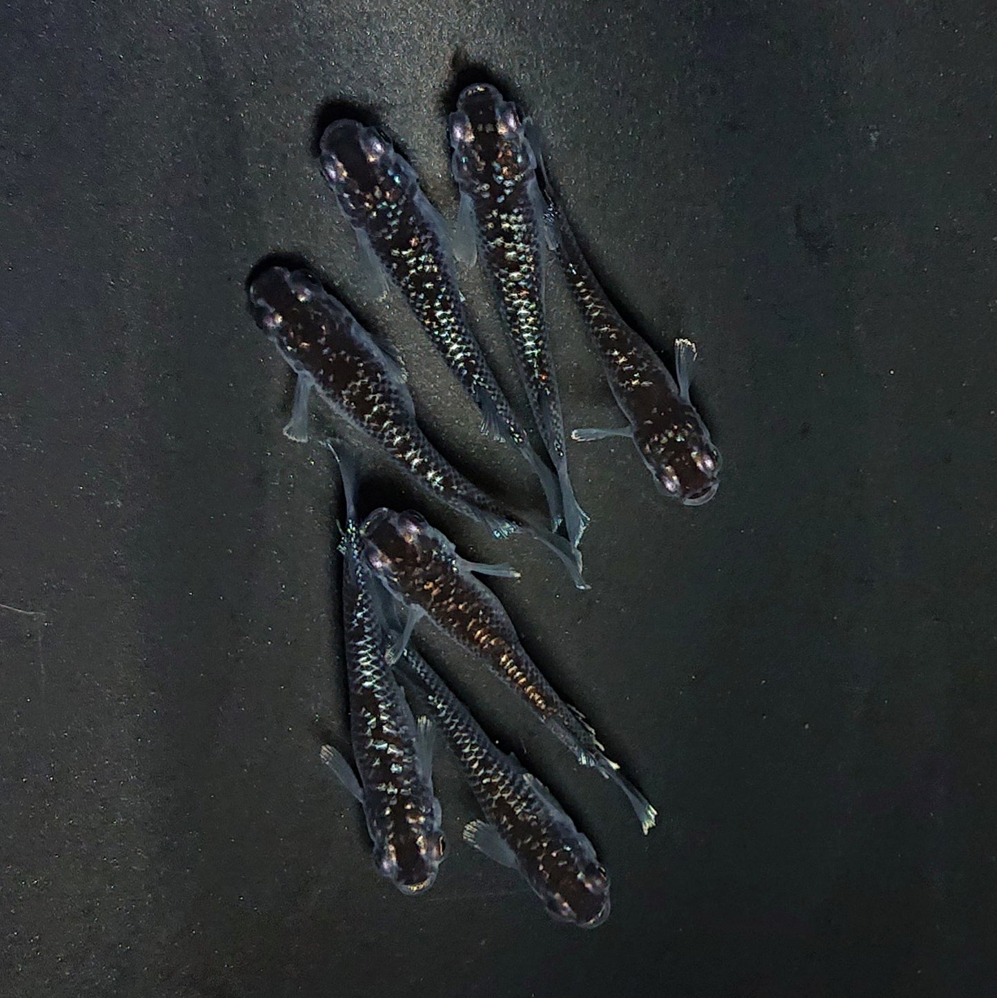 【現物】ミッドナイトフリル ラメtype　7匹　オス3メス4　3995