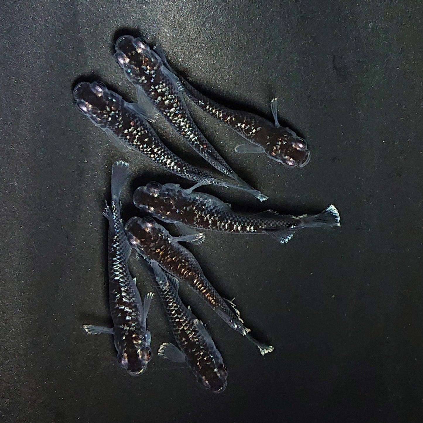 【現物】ミッドナイトフリル ラメtype　7匹　オス3メス4　3995