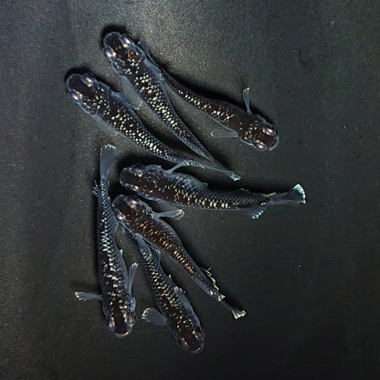 【現物】ミッドナイトフリル ラメtype　7匹　オス3メス4　3995