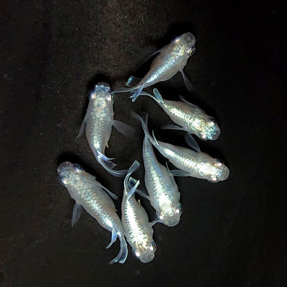 【現物】エンゼル　7匹　オス4メス3　3999