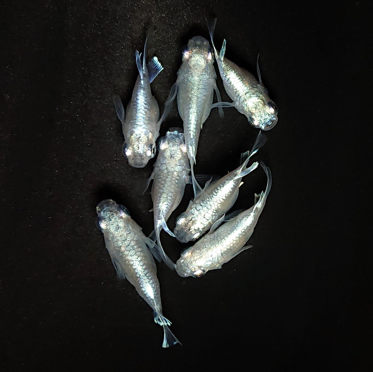 【現物】エンゼル　7匹　オス4メス3　3999