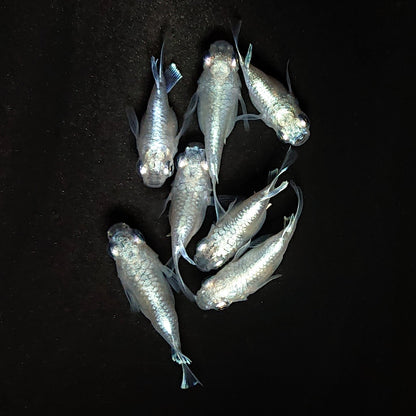 【現物】エンゼル　7匹　オス4メス3　3999