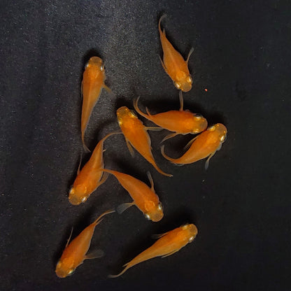 【現物】紅帝だるま　9匹　オス5メス4　3998