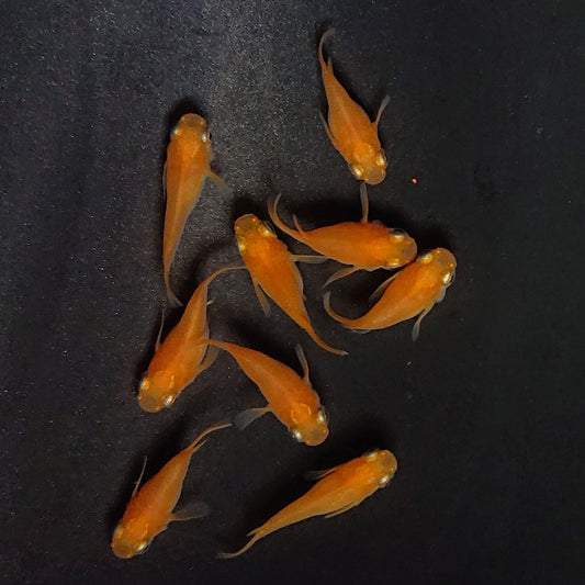 【現物】紅帝だるま　9匹　オス5メス4　3998