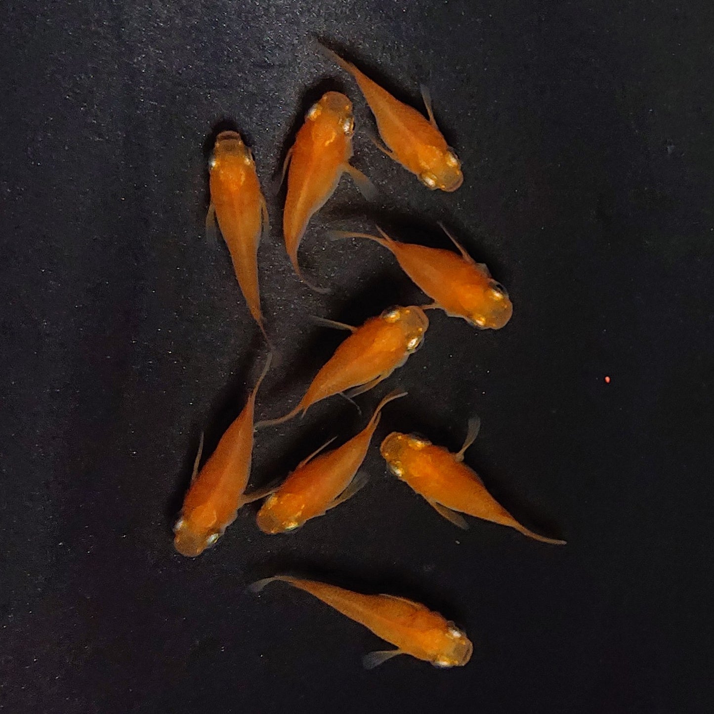 【現物】紅帝だるま　9匹　オス5メス4　3998