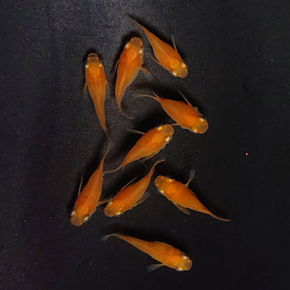 【現物】紅帝だるま　9匹　オス5メス4　3998