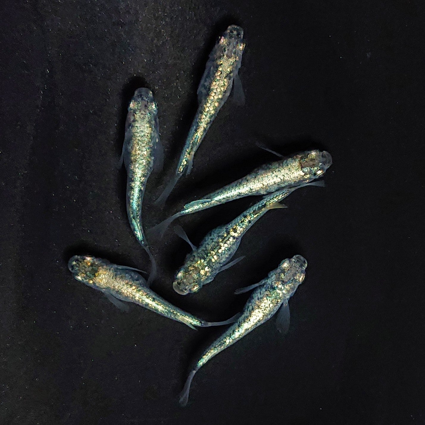 【現物】【上物】レックウザ　3ペア　3993