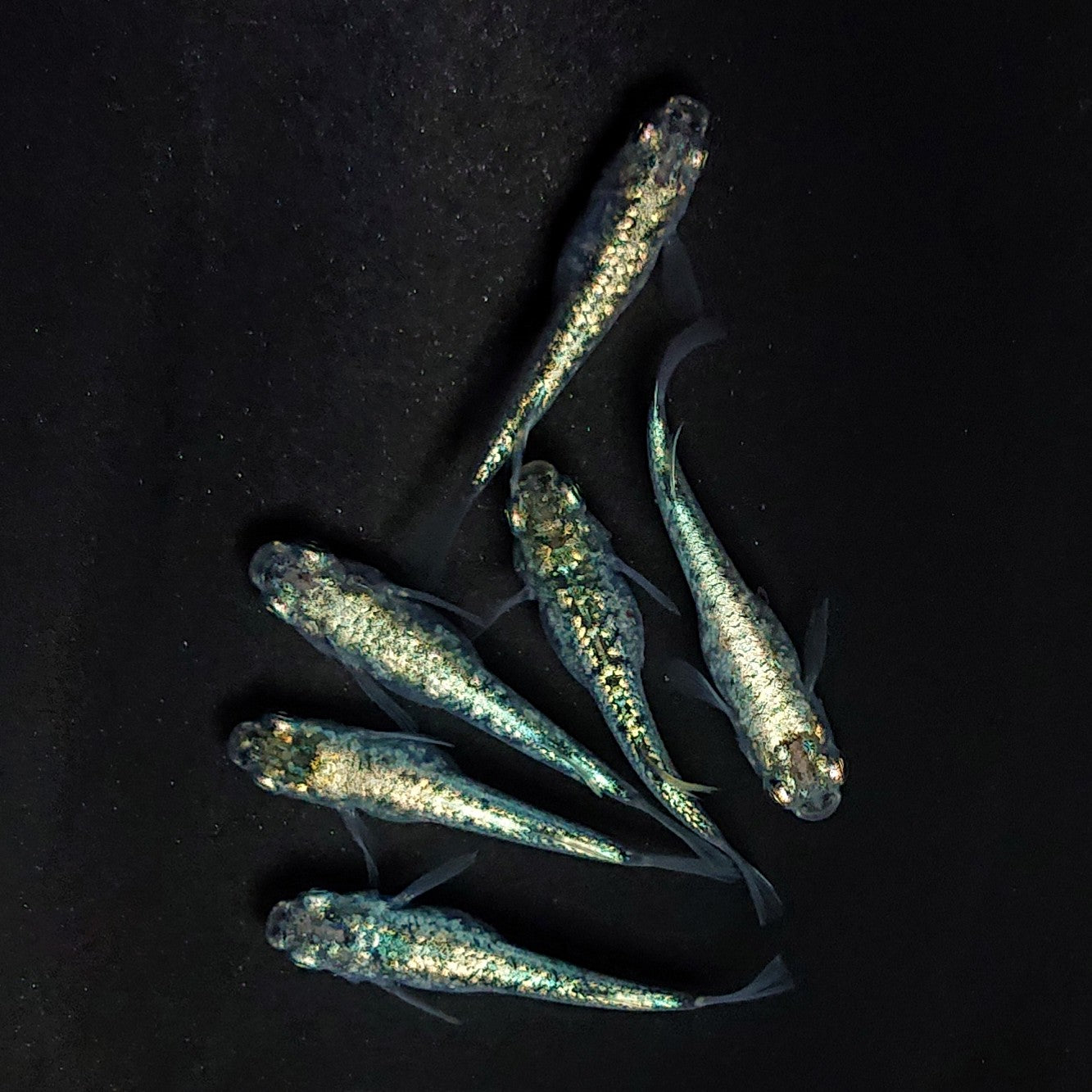 【現物】【上物】レックウザ　3ペア　3993