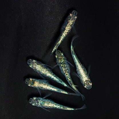 【現物】【上物】レックウザ　3ペア　3993