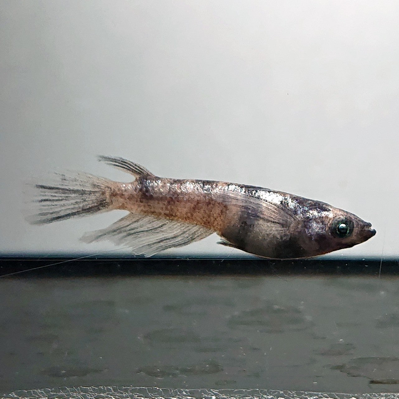 【現物】銀閣ワイドフィン　5匹　オス2メス3　4006