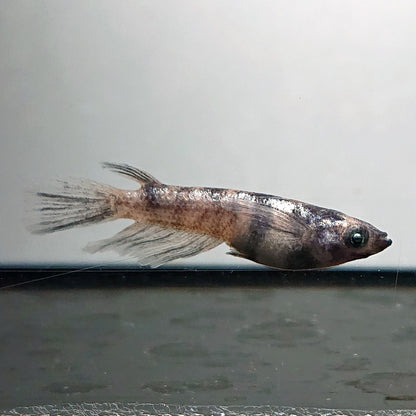 【現物】銀閣ワイドフィン　5匹　オス2メス3　4006