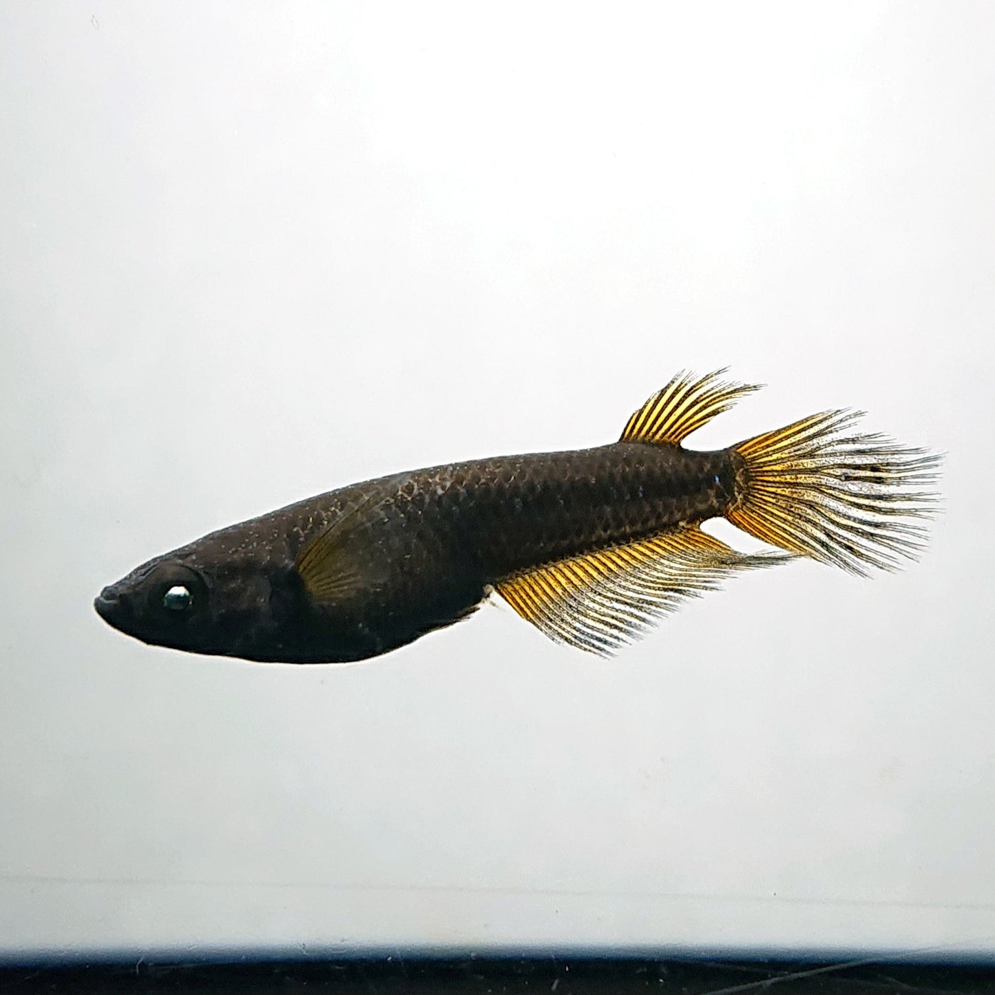 【現物】北辻GODアースアイ松井ヒレ長　2ペア　4000