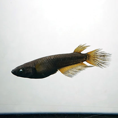 【現物】北辻GODアースアイ松井ヒレ長　2ペア　4000