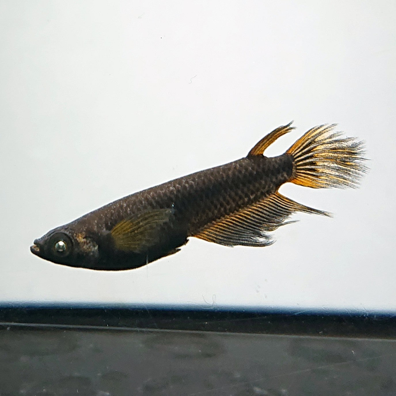 【現物】北辻GODアースアイ松井ヒレ長　2ペア　4000