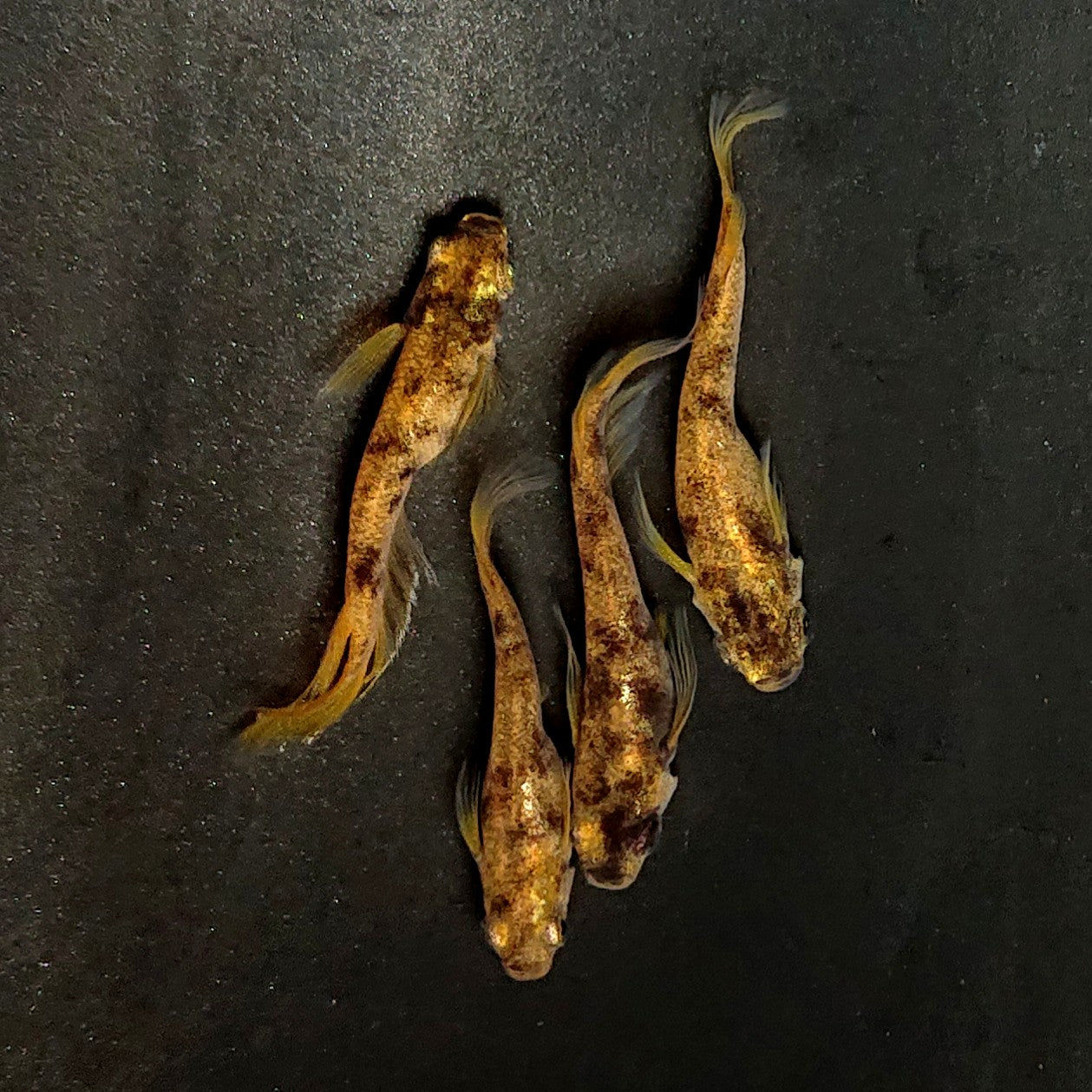 【現物】金閣ワイドフィン　2ペア　4003