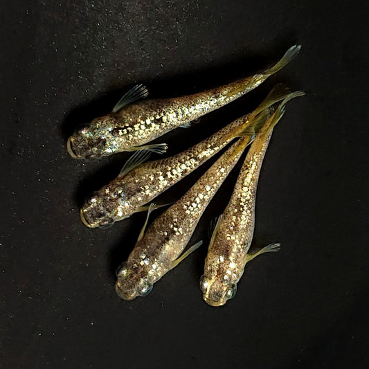 【現物】金箔和墨　2ペア　4001