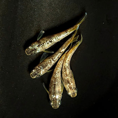 【現物】金箔和墨　2ペア　4001