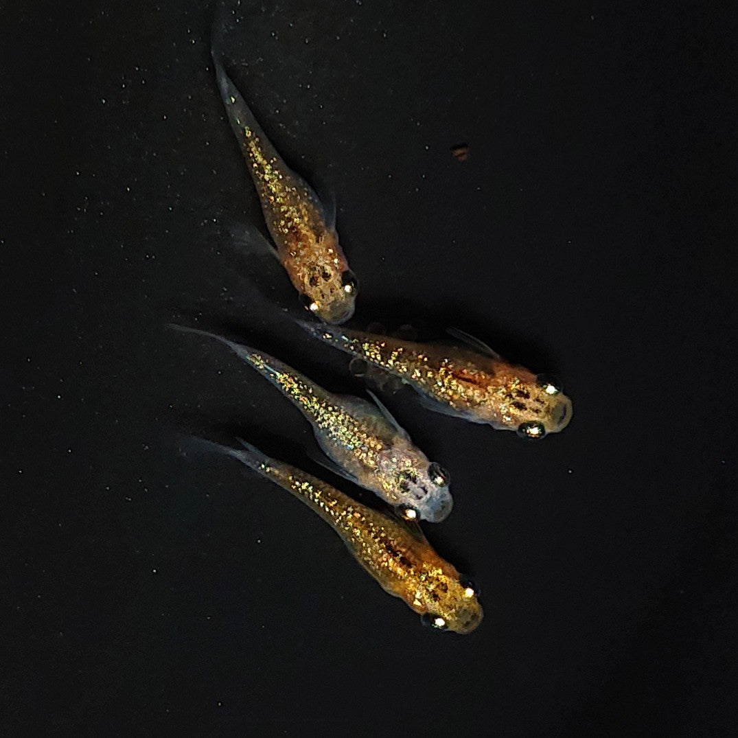 【現物】【NEW】夜桜半だるま　2ペア　4002