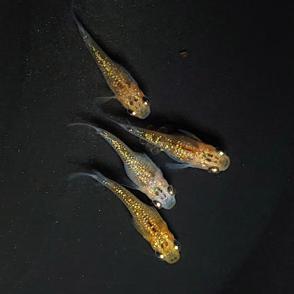 【現物】【NEW】夜桜半だるま　2ペア　4002