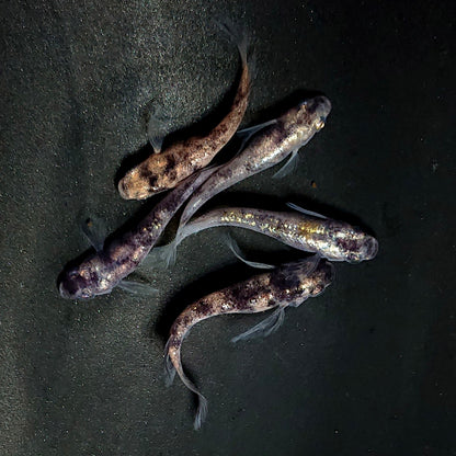 【現物】銀閣ワイドフィン　5匹　オス2メス3　4006