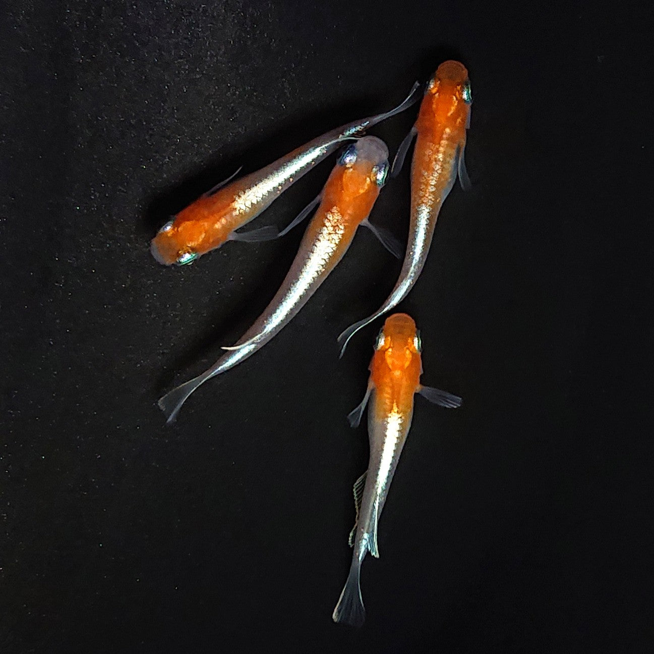 【現物】【上物】豆紅エボリューション 丹頂個体　2ペア　4005