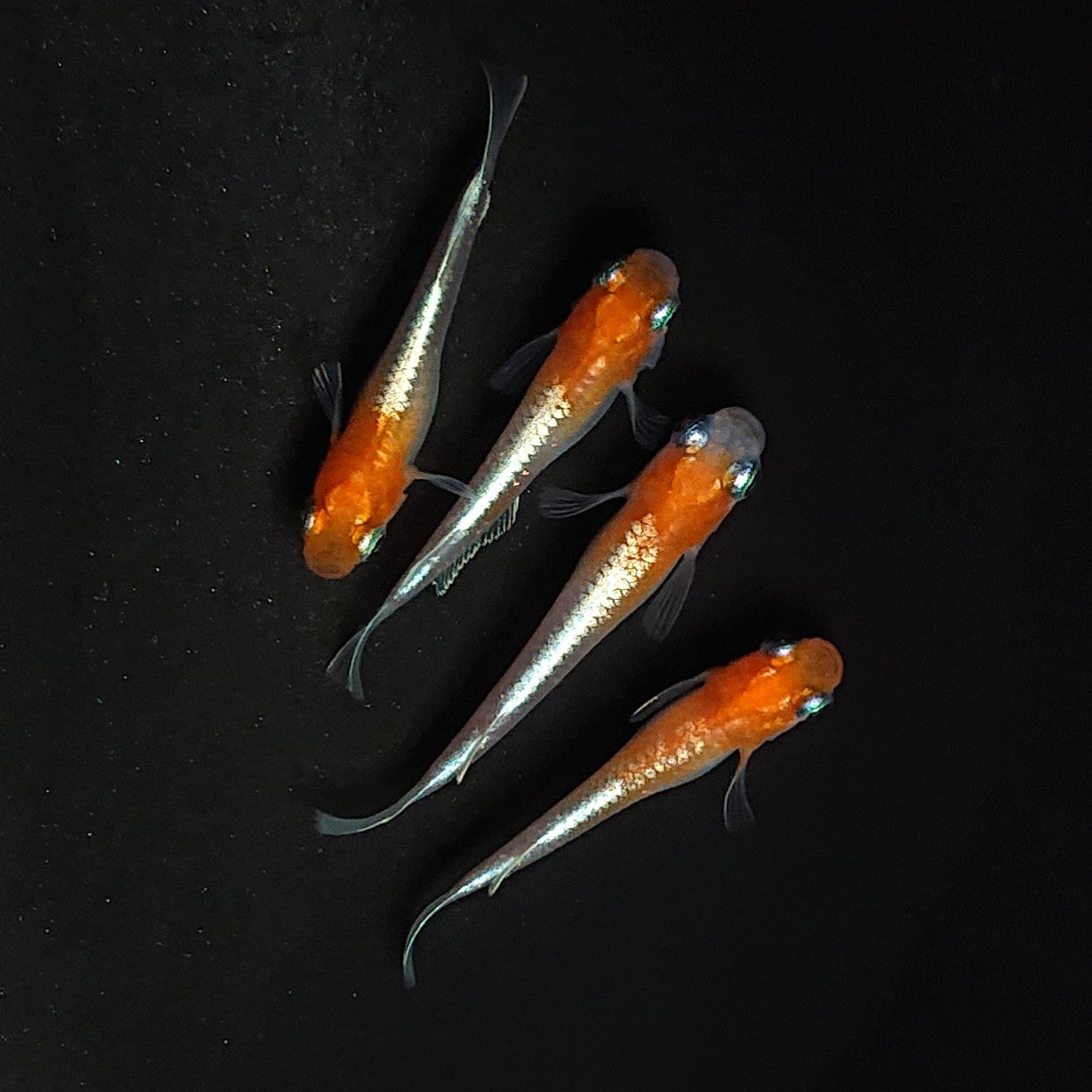 【現物】【上物】豆紅エボリューション 丹頂個体　2ペア　4005