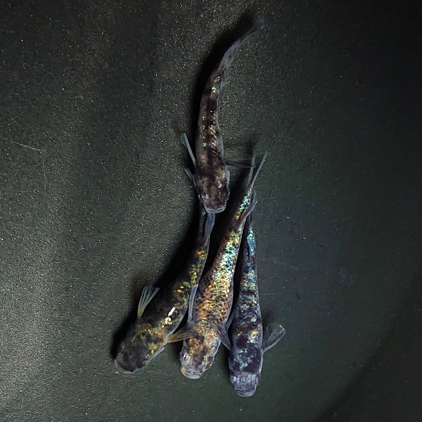 【現物】和墨星ラメ　2ペア　1ペア アースアイ　4004