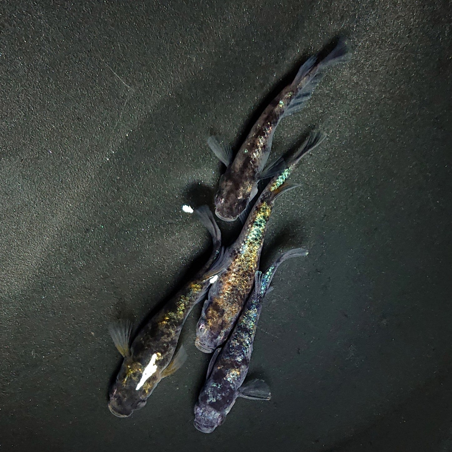 【現物】和墨星ラメ　2ペア　1ペア アースアイ　4004