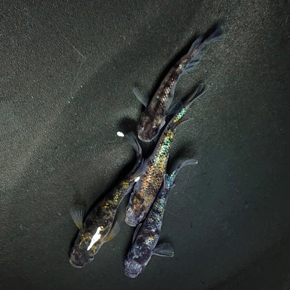 【現物】和墨星ラメ　2ペア　1ペア アースアイ　4004