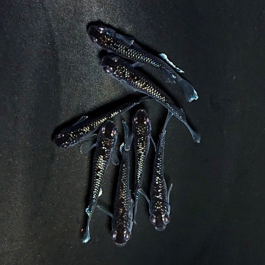 【現物】ミッドナイトフリルラメtype　7匹　オス2メス5　4009