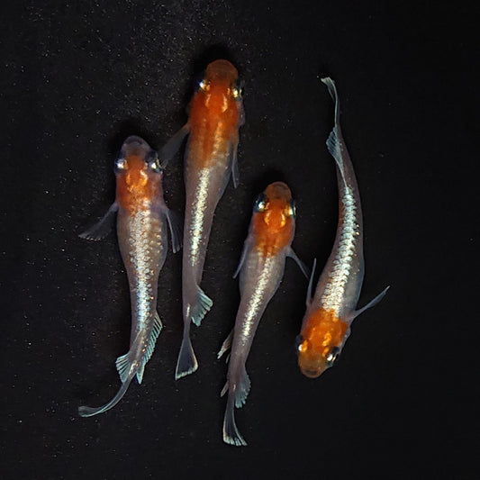 【現物】【上物】深紅のデーンモルフォキッシングΩ 丹頂個体　2ペア　4007