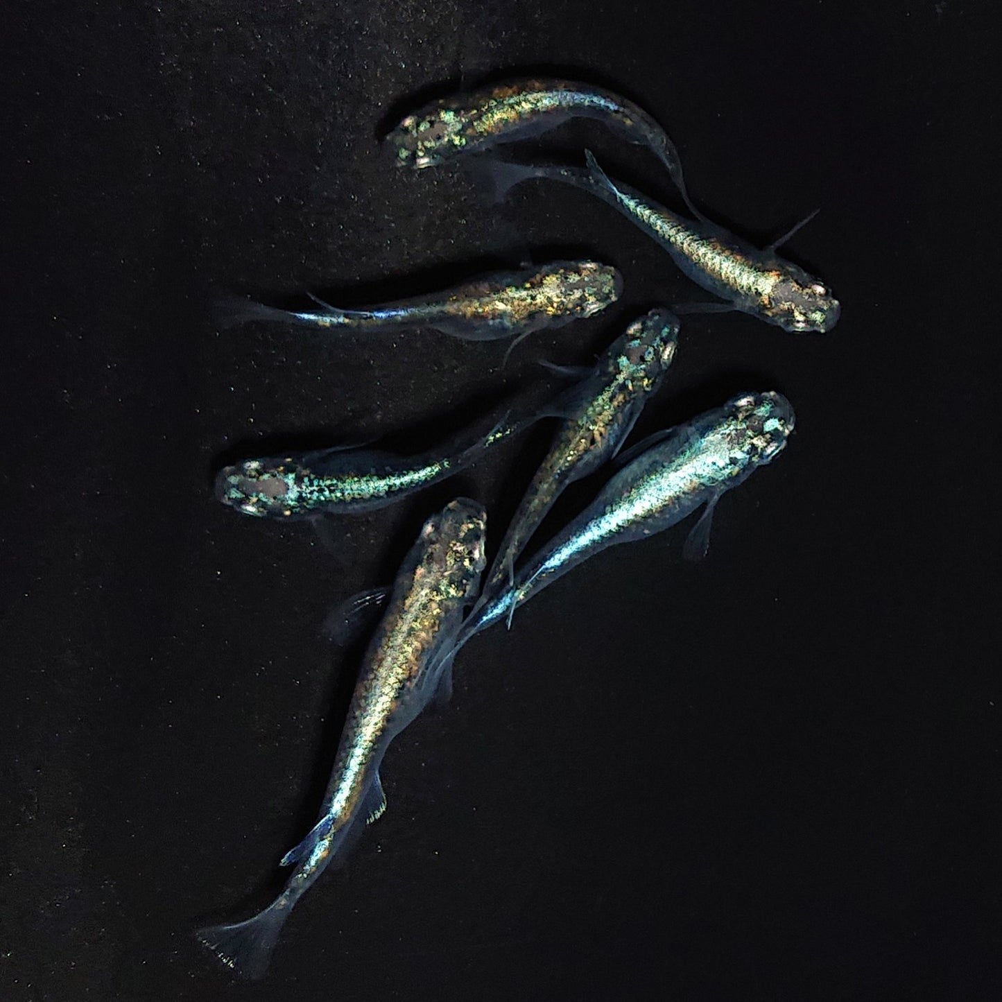 【現物】ゴジラ　7匹　オス4メス3　4008