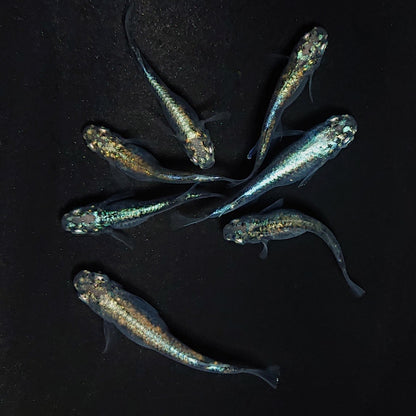 【現物】ゴジラ　7匹　オス4メス3　4008