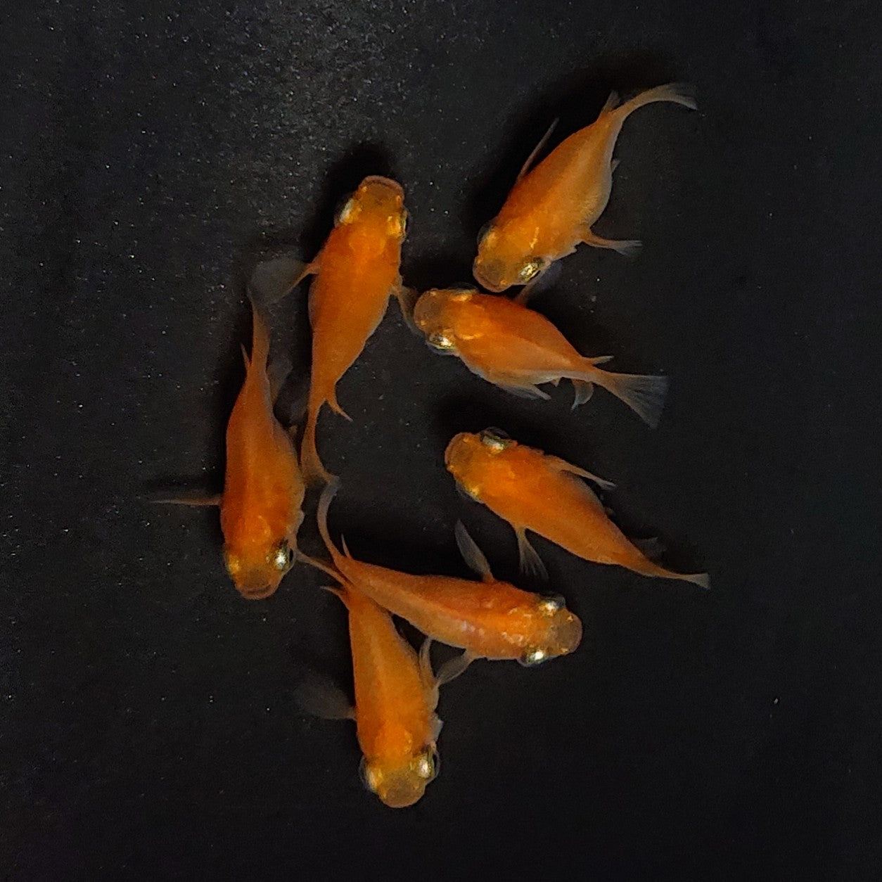 【現物】紅帝だるま　7匹　オス4メス3　4012