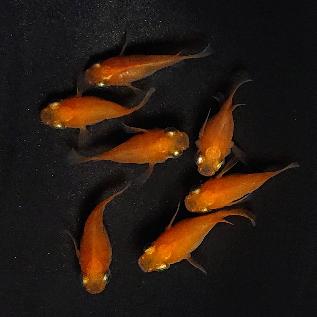 【現物】紅帝だるま　7匹　オス4メス3　4012