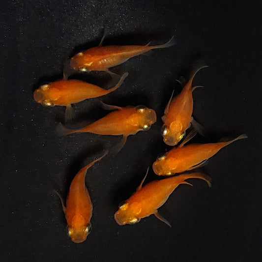 【現物】紅帝だるま　7匹　オス4メス3　4012