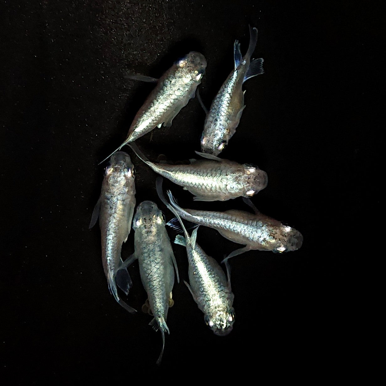 【現物】エンゼル　7匹　オス3メス4　4013