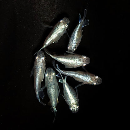 【現物】エンゼル　7匹　オス3メス4　4013