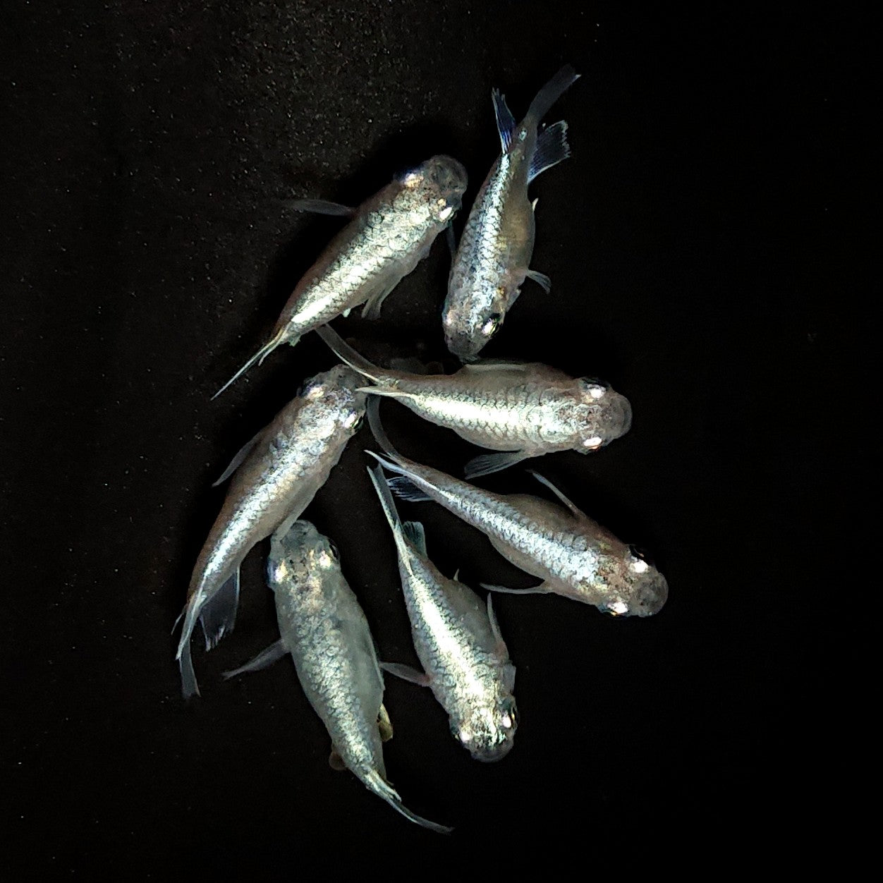 【現物】エンゼル　7匹　オス3メス4　4013