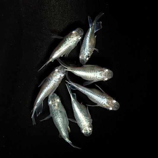 【現物】エンゼル　7匹　オス3メス4　4013